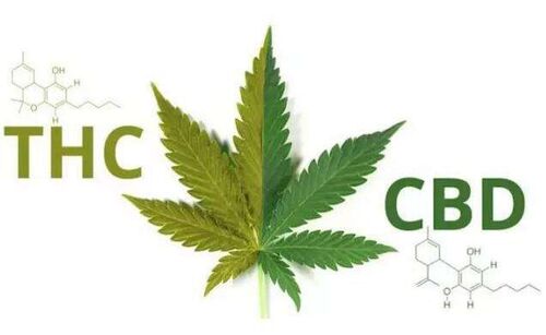 最新の企業ニュース 従って中国の麻についての何およびCBDか。